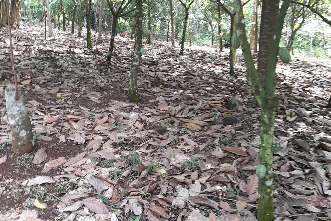 1 Day cocoa farm tour - Key points to know before booking