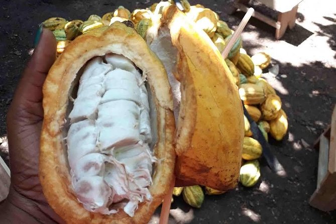1 Day cocoa farm tour - From Accra to Asamankese at 7:30 am