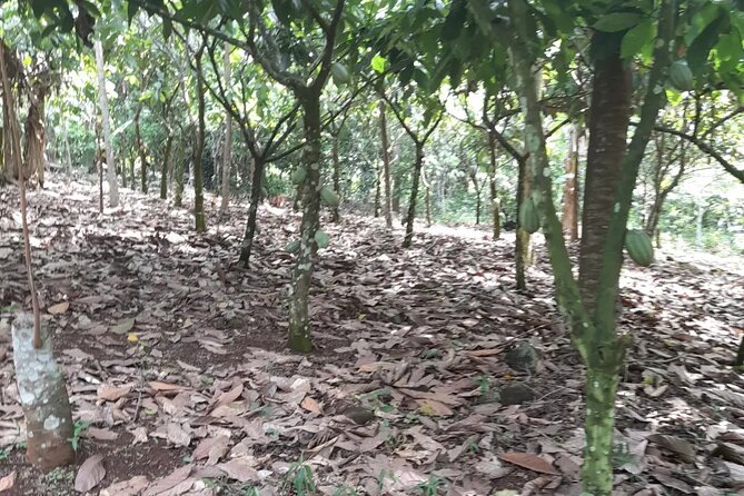 1 Day cocoa farm tour - Who will get the most from this tour