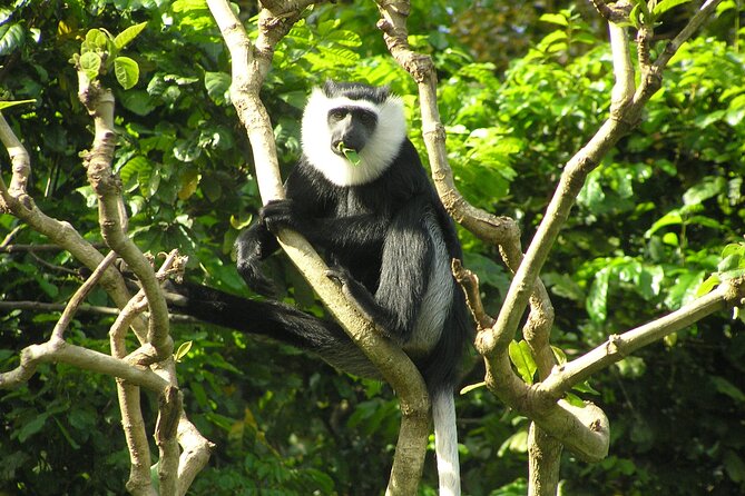 15-Day Ghana Wildlife Private Tour - Why this Ghana route works for wildlife fans