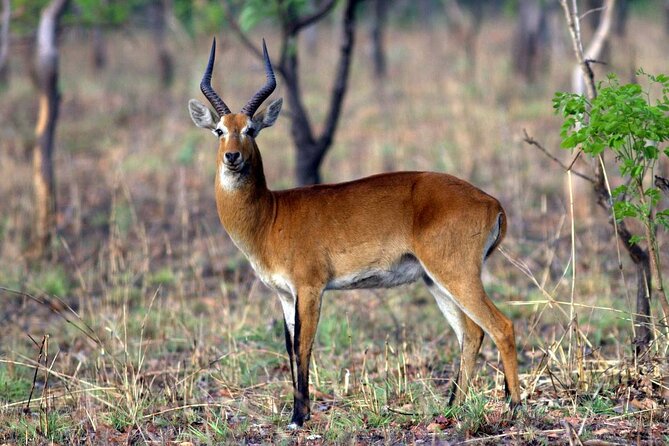 15-Day Ghana Wildlife Private Tour - Kakum’s canopy and night forest
