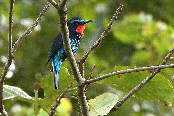 15-Day Ghana Wildlife Private Tour - Brenu Akyinim adds beach and open habitat