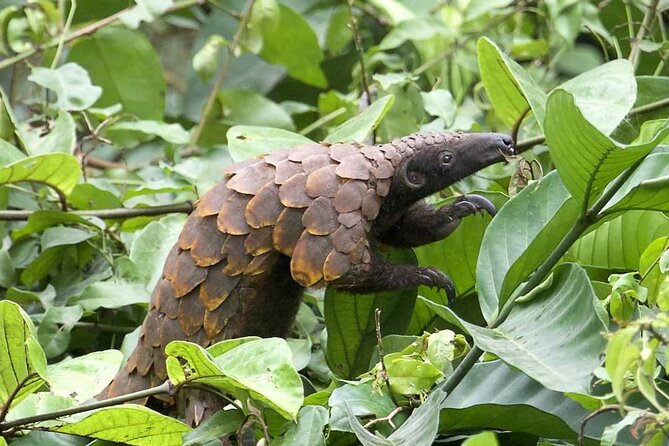 15-Day Ghana Wildlife Private Tour - Mole brings the big mammals