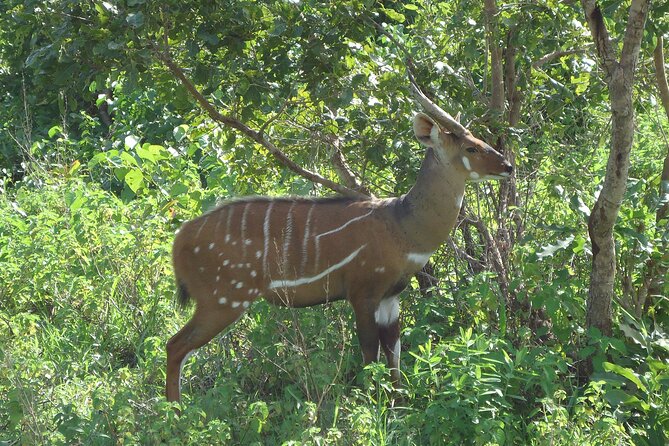 15-Day Ghana Wildlife Private Tour - The final flight saves valuable time