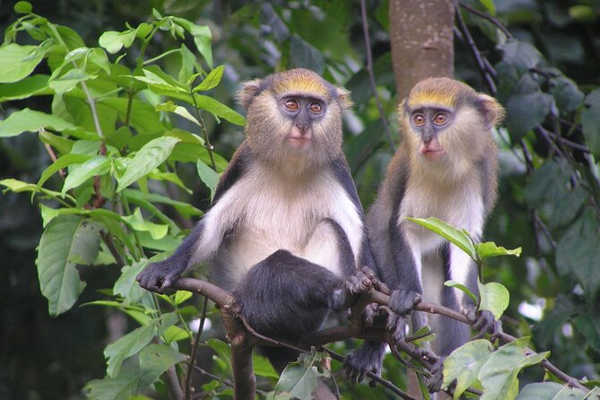 15-Day Ghana Wildlife Private Tour - Shai Hills begins the search
