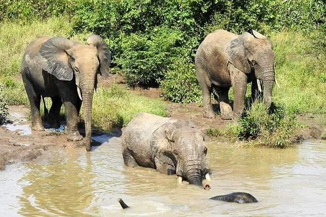 2 Days (1 night) Elephants Safari at Mole Park with Round - trip flights - Staying overnight inside the park