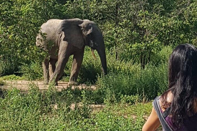 2 Days (1 night) Elephants Safari at Mole Park with Round - trip flights - Returning to Tamale and flying back to Accra