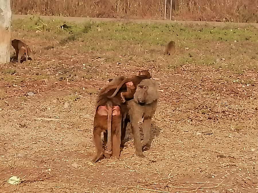 3 Days Elephant Safari at Mole Park with round trip flights - Why Mole National Park is worth the journey