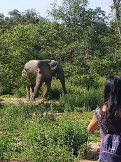 3 Days Elephant Safari at Mole Park with round trip flights