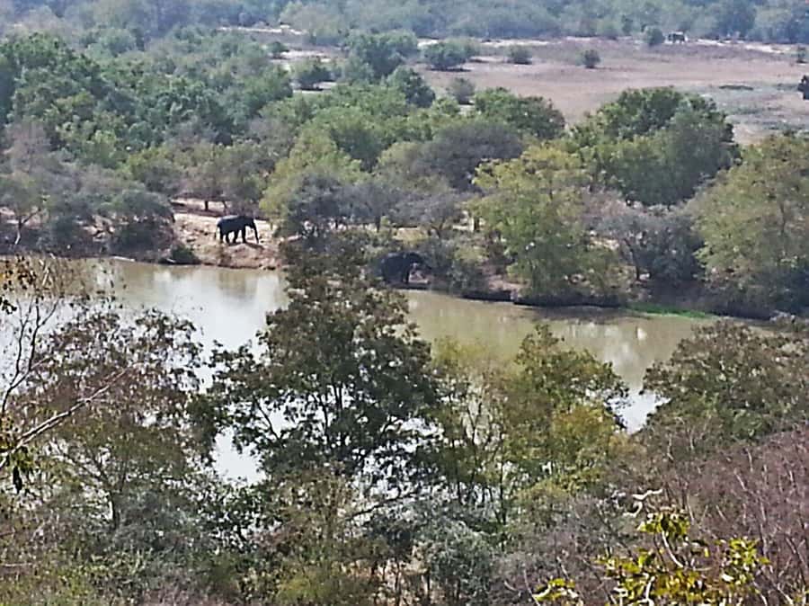 3 Days Elephant Safari at Mole Park with round trip flights - Timing, flights, and sensible preparation