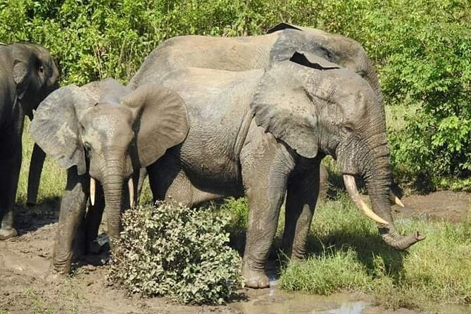 3 Days Elephants Safari at Mole Park with Round - trip flights - Why Mole National Park makes this trip special
