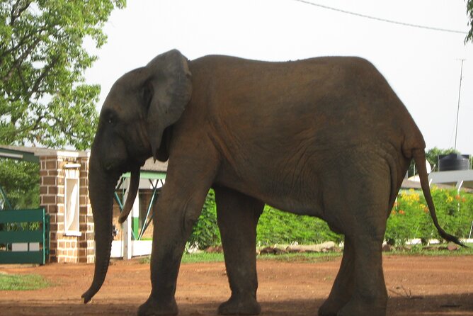 3 Days Elephants Safari at Mole Park with Round - trip flights - Day three: jeep safari and the ride back to Tamale