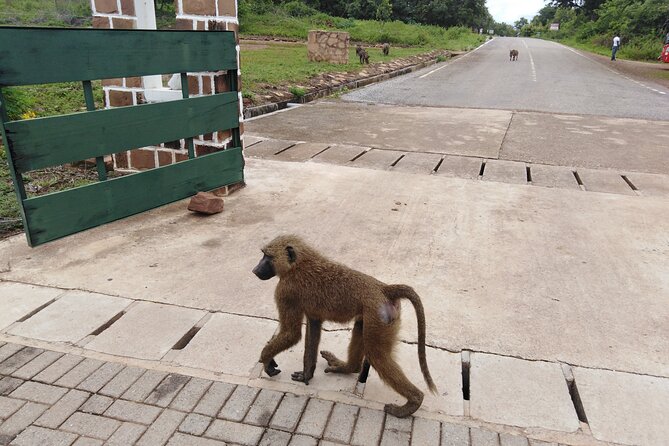 3 Days Elephants Safari at Mole Park with Round - trip flights - What the $999 price really covers