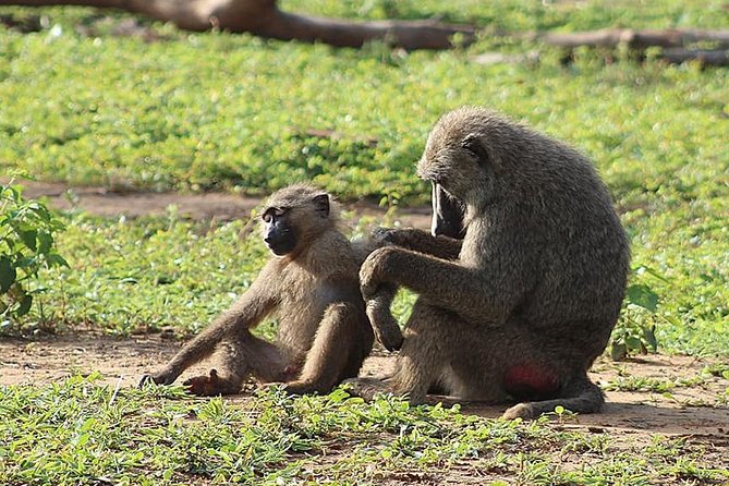 3 Days Sunrise Elephant Safari-Mole Park with -Round Trip Flight - Why this Mole safari offers more than one wildlife chance