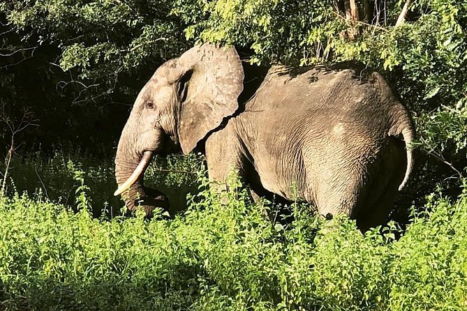 3 Days Sunrise Elephant Safari-Mole Park with -Round Trip Flight - Guide support, group size, and practical comfort