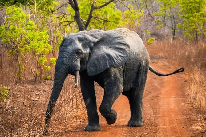 3 Days Sunrise Elephant Safari-Mole Park with -Round Trip Flight - Who will get the most from these three days