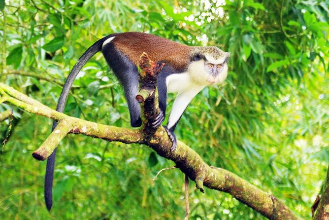4 Days Cultural and Village Stay Experience - From Ashanti royalty to a monkey sanctuary
