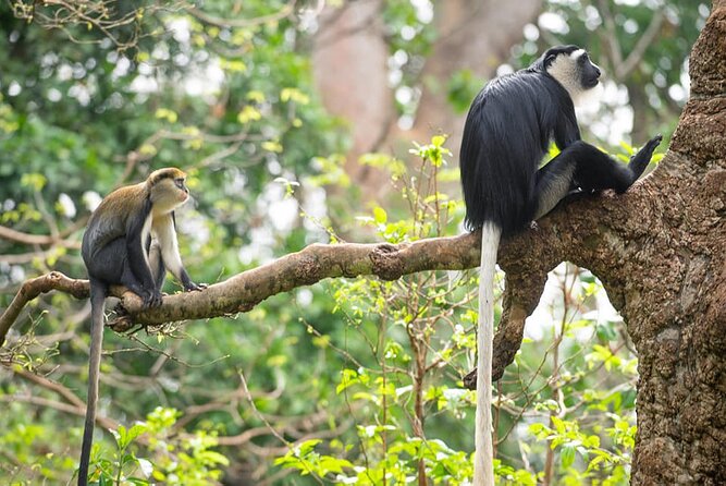 4 Days Cultural and Village Stay Experience - Day 2: Watching Mona and colobus monkeys