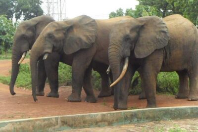 5 Days Adventurous Wildlife Safari