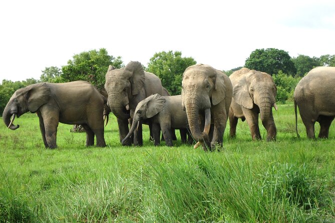 9 Day Ghana Wildlife and Culture Tour - Day 5: Waterfalls, monkeys, and the road to Kumasi