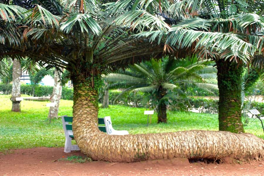 Accra Aburi Eco & Cocoa Experience: Gardens Waterfall &Lunch - From Accra to the cocoa country