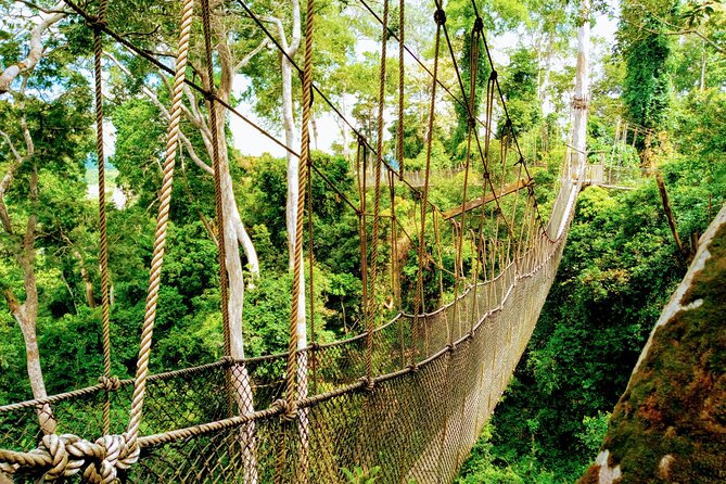 Accra and Cape Coast Escape - Kakum National Park and the 30-meter canopy walkway