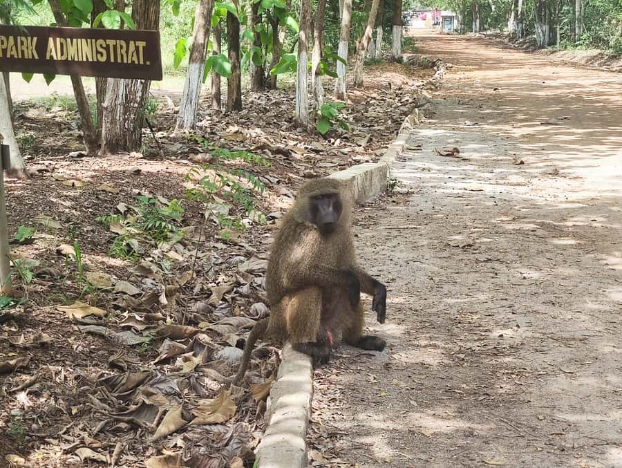 Accra: Half day private safari with pick up - What to bring for a comfortable four hours