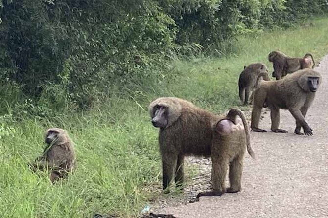 Accra Safari at Shai Hills and Boat Cruise + Cedis Beads - Transport, timing, and what the $250 covers