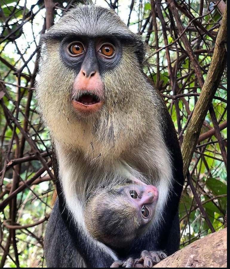 Accra: Tafi Kente Village, Monkey Sanctuary &Wli Waterfalls - A long day from Accra into the Volta Region
