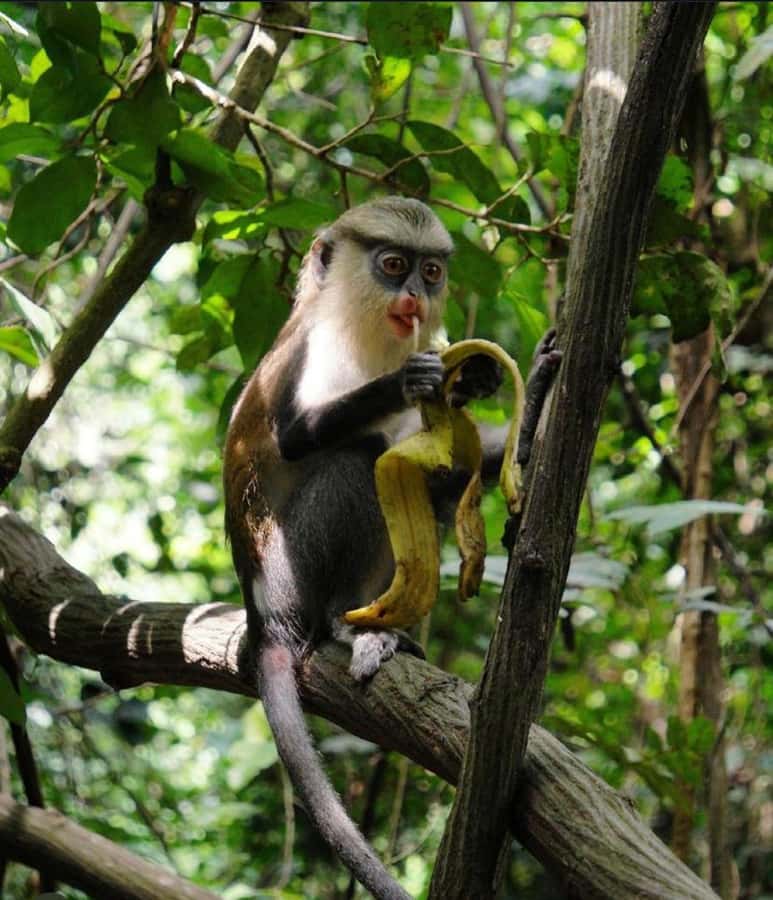 Accra: Tafi Kente Village, Monkey Sanctuary &Wli Waterfalls - Tafi Abuife, where the cloth is the lesson