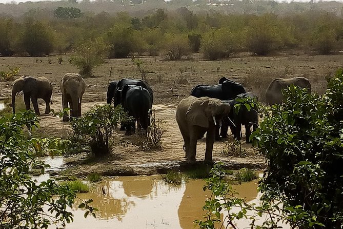 Bird watching tours , cultural and historical tours of Ghana. - Guide quality is the main reason to choose it
