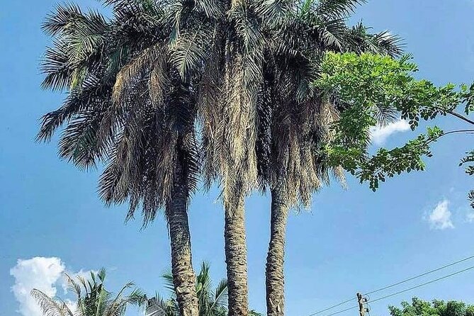 Boti Falls, Botanic Gardens, Cocoa Fam, Umbrella Rock Experience - Why this Accra day trip works