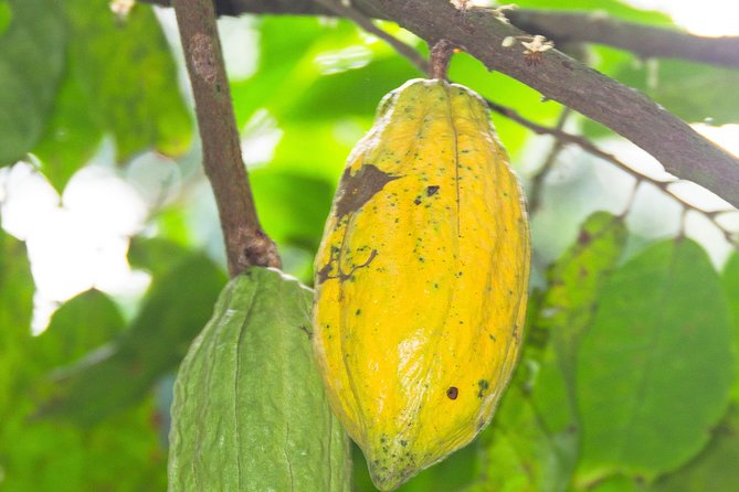Escape Accra City to Aburi Gardens and Tetteh Quarshie Cocoa Farms - Aburi Botanical Gardens: lawns, rare plants, and a quiet pause