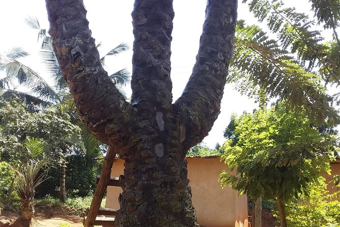 Experience Aburi Botanical Gardens And Boti Water Falls In A Day. - Hiking from Boti Falls to Umbrella Rock and Ancient Curves