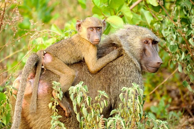 Experience Northern Ghana In 10-Days - Key points to know before booking
