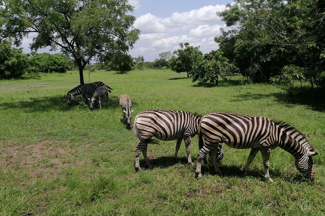 Full-Day Accra Safari and Boat Cruise Private Tour - From Accra streets to Shai Hills wildlife