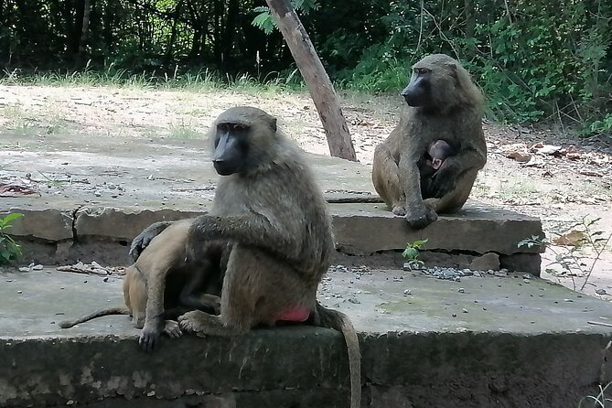 Full-Day Accra Safari and Boat Cruise Private Tour - Comfort, timing, and the return to Accra