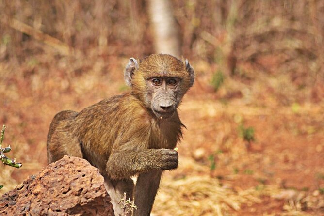 Full-Day Accra Safari and Boat Cruise Private Tour - Who will enjoy this day most?