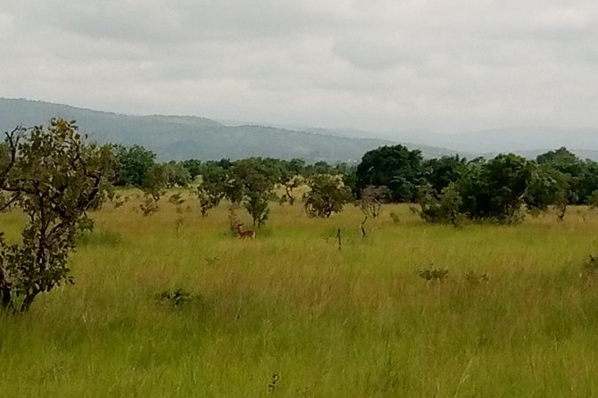 Half-day Accra Safari Tour - How the private format affects the experience