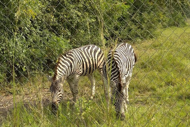 Half-day Accra Safari Tour - What the price of $162.06 means