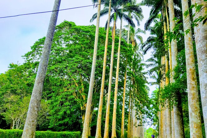 Nature Thrills - Aburi Botanical Gardens, plants with a story