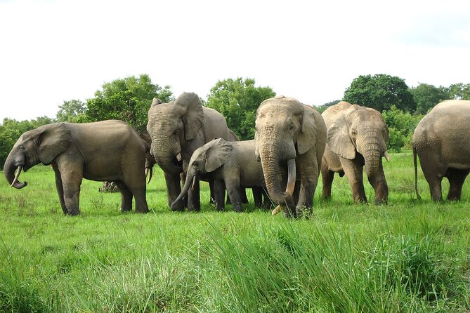 Private Multi-Day Ghana Tour about Culture History and Wildlife - 7 Days - Teshie’s fantasy coffins make a powerful final stop
