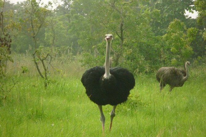 Shai Hills Half Day Accra Safari, Hike & see Animals - Walking, Driving, or Scrambling Over Rock