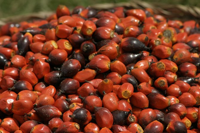 Takoradi Shore Excursion - Oil palm and rubber plantations show working Ghana
