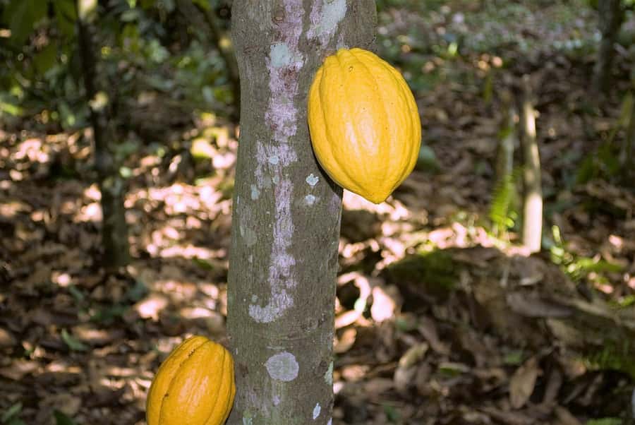 Visit Aburi Garden, Tetteh Quarshie Cocoa Farm & Waterfall - Understanding cocoa at Tetteh Quarshie Farm