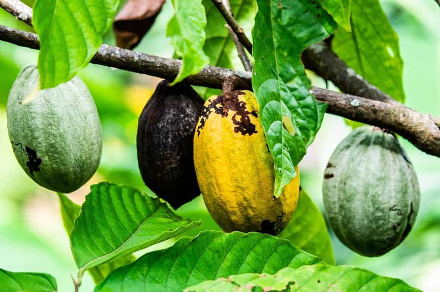 Visit Aburi Garden, Tetteh Quarshie Cocoa Farm & Waterfall - Walking through Aburi Botanical Gardens